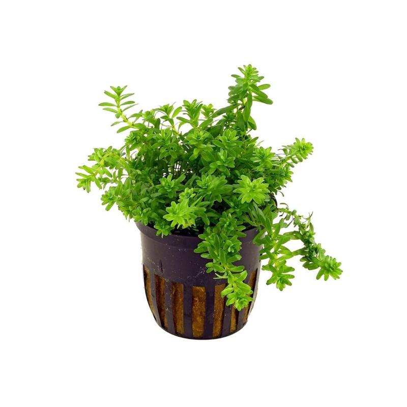 Planta acvariu Rotala sp. Nanjenshan (Boschii) Stoffels - imagine 4